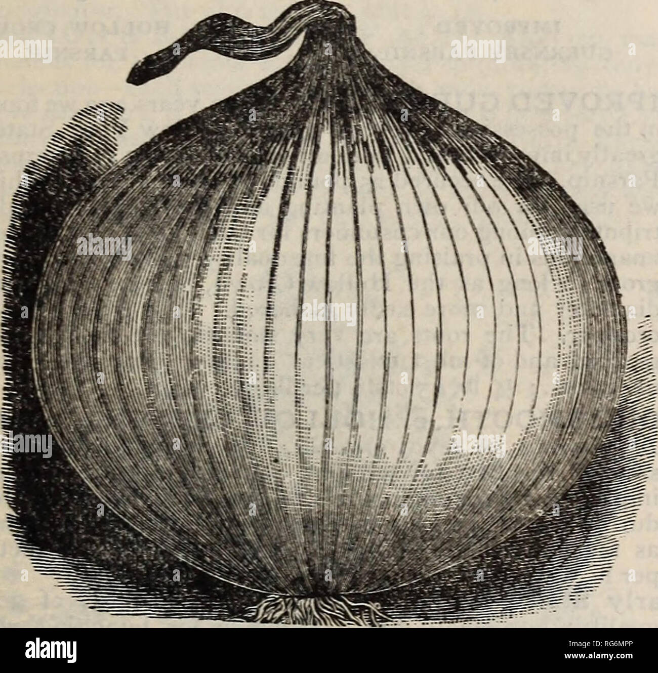 . Burpee's farm annual : garden, farm, and flower seeds. Nursery stock Pennsylvania Philadelphia Catalogs; Flowers Pennsylvania Catalogs; Vegetables Pennsylvania Catalogs; Seeds Pennsylvania Catalogs. WHITE ETNA, OR EXTRA EARLY PEARL ONION. SILVER WHITE ETNA, or EXTRA EARLY PEARL. This beautiful new early Italian Onion is described by the originators as follows :—&quot;We consider it one of the best varieties, and esteem it higher than all other onions cf the same section. It is a little later than the Marzajole, and does not grow quite so large, but its keeping qualities and fine, mild flavor Stock Photo