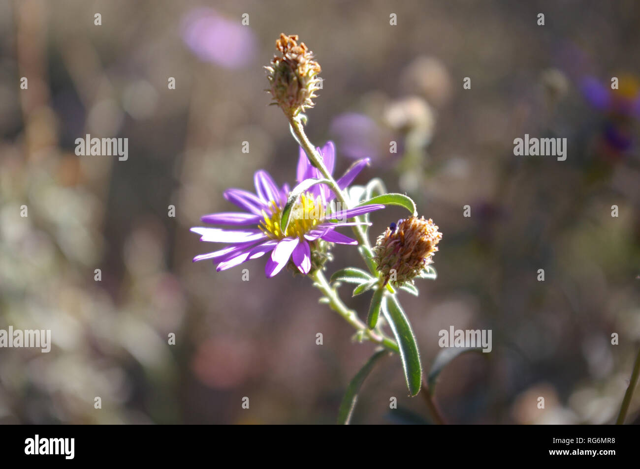 Close up of Hoary Tansyaster (Dieteria canascens) in situ Stock Photo