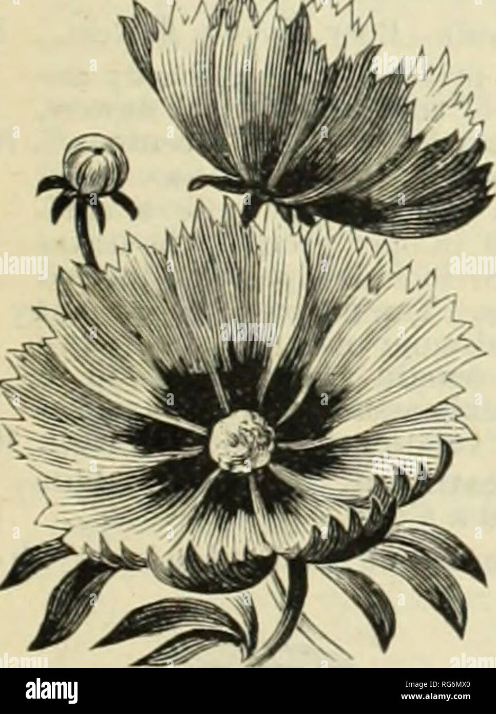 . Burpee's farm annual. Nursery stock Pennsylvania Philadelphia Catalogs; Flowers Pennsylvania Catalogs; Vegetables Pennsylvania Catalogs; Seeds Pennsylvania Catalogs. TER PKT. BIDENS. Atrosanguinea (Dahlia Zimapani or Tlie Miniature Black Dahlia). Plants grow only nine to t welve inches high, with neat, giai eful foliage. They begin to iiower very early, and continue all summer to produce a great profusion of single, dahlia-like flowers. These &quot;Min iatitre Dahlias &quot; are of the deepest, velvety, dark, blood- red^ appearing nearly black, and are borne high above the foli- age, upon lo Stock Photo
