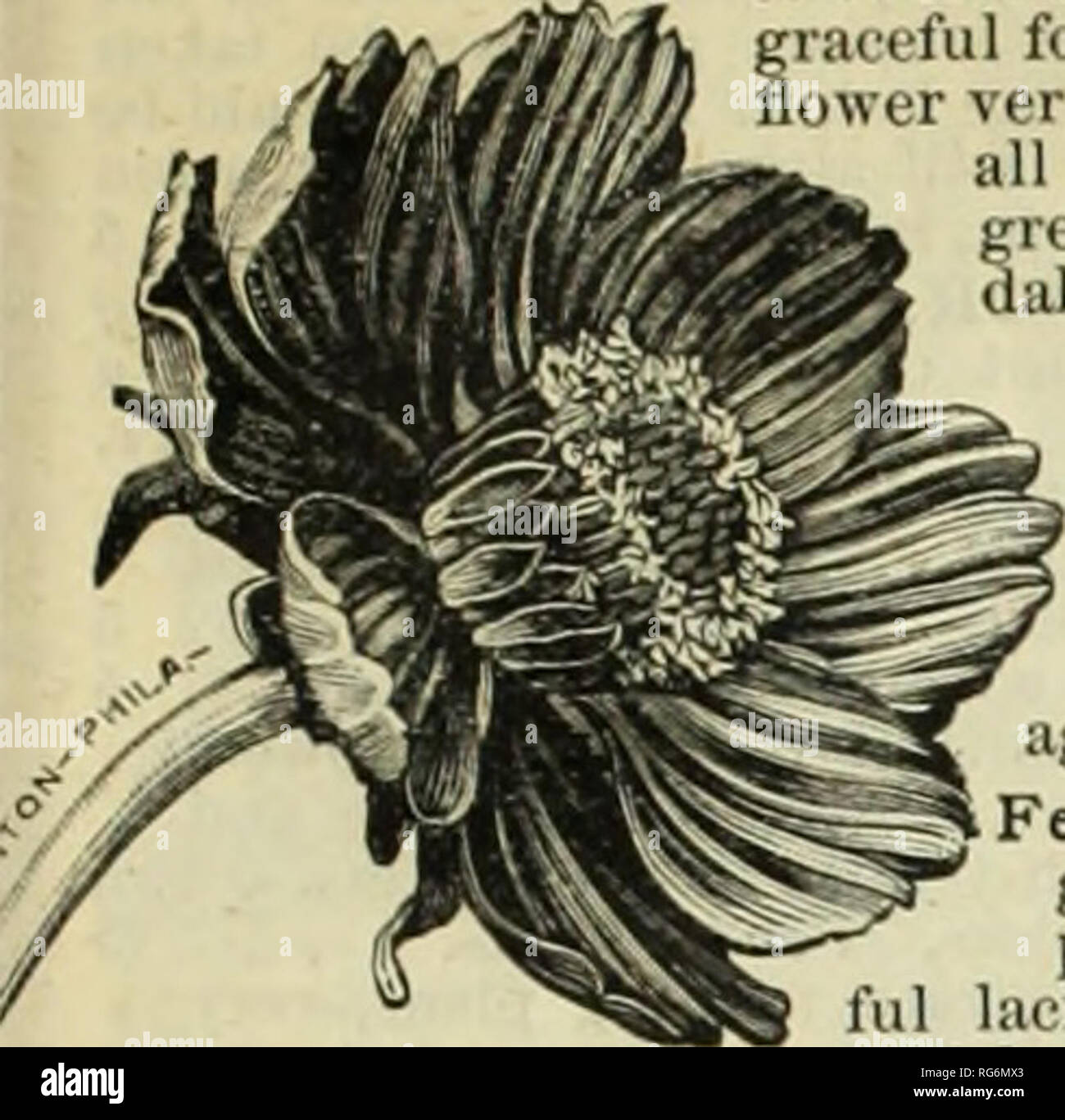 . Burpee's farm annual. Nursery stock Pennsylvania Philadelphia Catalogs; Flowers Pennsylvania Catalogs; Vegetables Pennsylvania Catalogs; Seeds Pennsylvania Catalogs. BURPEE'S ANNUAL FDOWER SEEDS. &quot;5. TER PKT. BIDENS. Atrosanguinea (Dahlia Zimapani or Tlie Miniature Black Dahlia). Plants grow only nine to t welve inches high, with neat, giai eful foliage. They begin to iiower very early, and continue all summer to produce a great profusion of single, dahlia-like flowers. These &quot;Min iatitre Dahlias &quot; are of the deepest, velvety, dark, blood- red^ appearing nearly black, and are  Stock Photo