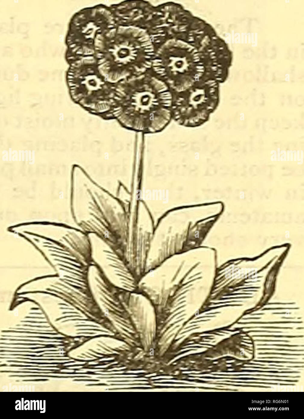 . Burpee's farm annual, 1887 : garden, farm, and flower seeds. Nursery stock Pennsylvania Philadelphia Catalogs; Flowers Catalogs; Vegetables Catalogs; Seeds Catalogs. PHLOX, PERENNIAL. Choicest Mixed, embracing the newest and best varie- ties. Clumps of these are gorgeous with brilliant flowers and must be seen to be appreciated. They are best sown in the fall. lo cts, PRIMULA. Primula auricula, fine mixed. 25 cts. Elatior Polyanthus, choice mixed. 10 cts. Vulgaris, the common wild English Primrose. 10cts. PYRETHRUM. Parthenium, flore-pleno, the double Feverfew, lo cts. Parthenifoliuin aureum Stock Photo