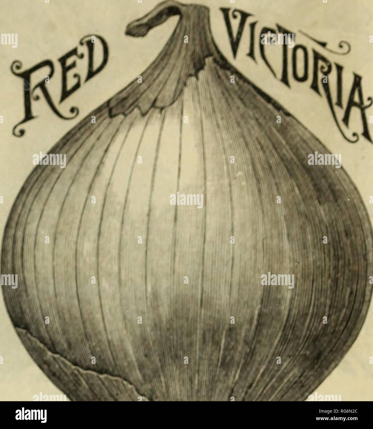 . Burpee's novelties for 1890. Nursery stock Pennsylvania Philadelphia Catalogs; Flowers Pennsylvania Catalogs; Vegetables Pennsylvania Catalogs; Seeds Pennsylvania Catalogs. w T/ictopia Gpions. AN ENTIRELY NEW RACE OF MAMMOTH ONIONS FROM SARDINIA. This distinct new race of Onioiw from Sartlinio, of which wc |)urchaHcul wc are a-vsuretl by the growers (and we have nyain secured the entire crops) that this year the seec a small jx-r- centageof Red Onions, and also a projxirtion of tlatlcr- shajicd onions. Whil.- u.- have received rejwrts of WHITE VICTORIA ONIONS wei^hinj^4jounds each and over,  Stock Photo
