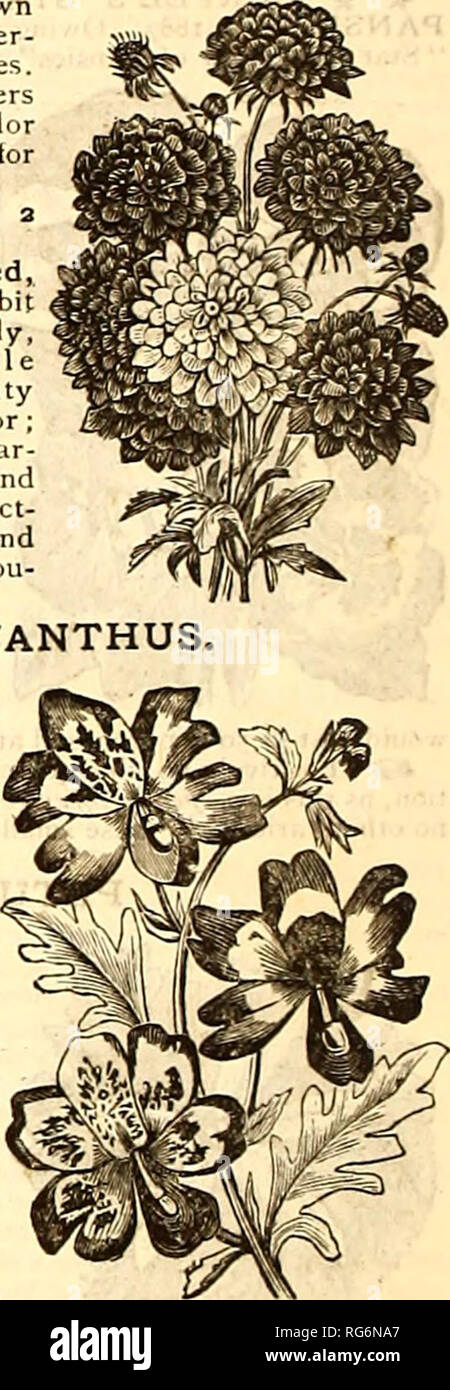 . Burpee's farm annual, 1887 : garden, farm, and flower seeds. Nursery stock Pennsylvania Philadelphia Catalogs; Flowers Catalogs; Vegetables Catalogs; Seeds Catalogs. SALVIA. The Salvia is one of the most beautiful of all flowers —the brilliant spikes of scarlet and blue flowers produce for months a daz- zling eff&quot;ect. Blue Beard, bright light blue flowers, re- maining long in bloom; I y2 feet. 15 cts. Carduacea, woolly, thistle-like leaves and light blue flowers,with vermilion- colo red anthers ; very fine ; height, 2^ feet. 15 cts. Cocci nea grandiflora rosea, a very beautiful new vari Stock Photo