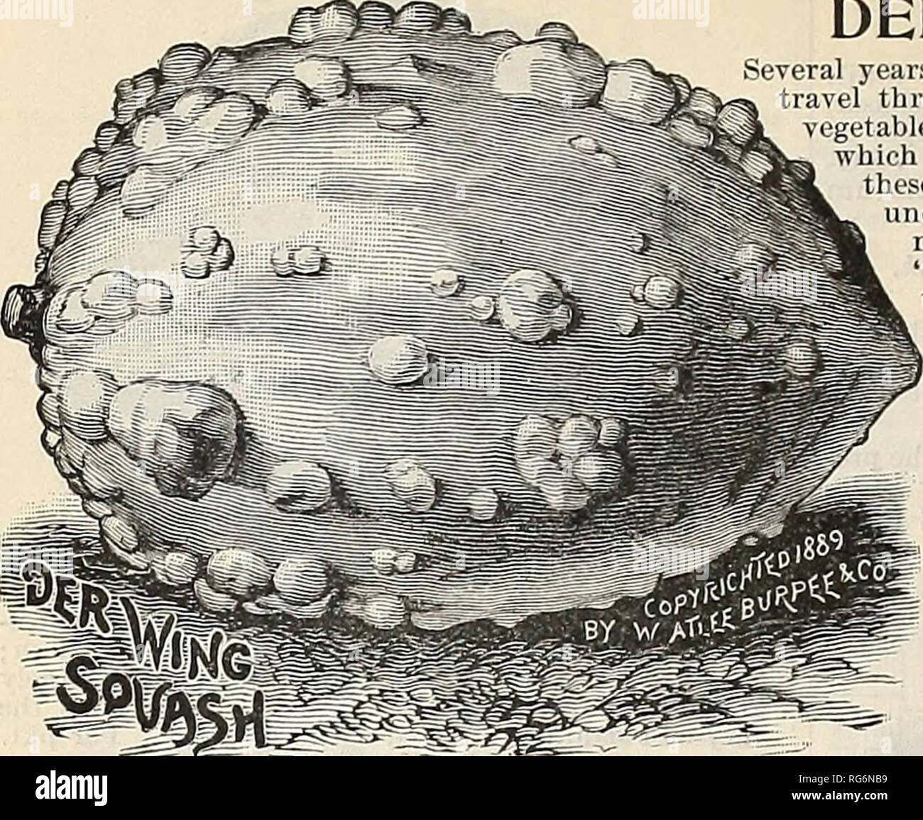 . Burpee's farm annual 1894. Nurseries (Horticulture) Pennsylvania Philadelphia Catalogs; Vegetables Seeds Catalogs; Plants, Ornamental Catalogs; Flowers Seeds Catalogs. 96 W. ATLEE BURPEE &amp; CO., PHILADELPHIA.. DER WING SQUASH. Several years ago we sent an agent (a native Chinaman) to travel through the interior of China collecting seeds of vegetables and flowers which he might discover and which we could grow in America. The majority of these, on testing at Fordhook Farm, proved to be undesirable for American gardens. One of the new Squashes, however, which we have named &quot; Der Wing&q Stock Photo