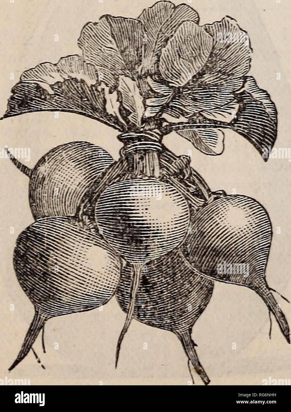 . Burpee's farm annual : garden, farm, and flower seeds, thoroughbred stock. Nursery stock Pennsylvania Philadelphia Catalogs; Flowers Pennsylvania Catalogs; Vegetables Pennsylvania Catalogs; Seeds Pennsylvania Catalogs. EARLY ROUND DARK RED, WHITE OLIVE-SHAPED RADISH. FRENCH BREAKFAST. RADISH. It is well known to market gardeners that French Radish seed is much superior to American or English. We have annual contracts with the best growers in France. Our prices include prepayment of postage ; if ordered by ex- press, at expense of purchaser, deduct 15 cts. per Bb from prices quoted. EARLY LON Stock Photo