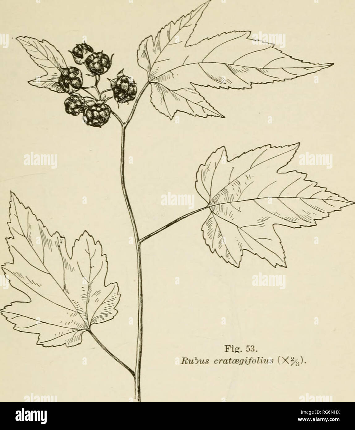 . Bush-fruits; a horticultural monograph of raspberries, blackberries, dewberries, currants, gooseberries, and other shrub-like fruits. Berries. MAYBERBr 311. Fig. 53. Rubus cratcegifolius (X%). 9. R. MICROPHYLLUS, Linn. f. E. jmlmatus, Thunb. Mayberry. Spreading bush, 4 or 5 feet (12-15 decimeters) high, with short stout prickles; leaves small, dark green above, somewhat lighter beneath, silky pubescent on the veins beneath, 3-5-cleft, the lobes very narrow, acuminate, doubly and sharply serrate, central lobe much longer than the lateral ones; flowers three fourths of an inch (20 mm.) broad;  Stock Photo