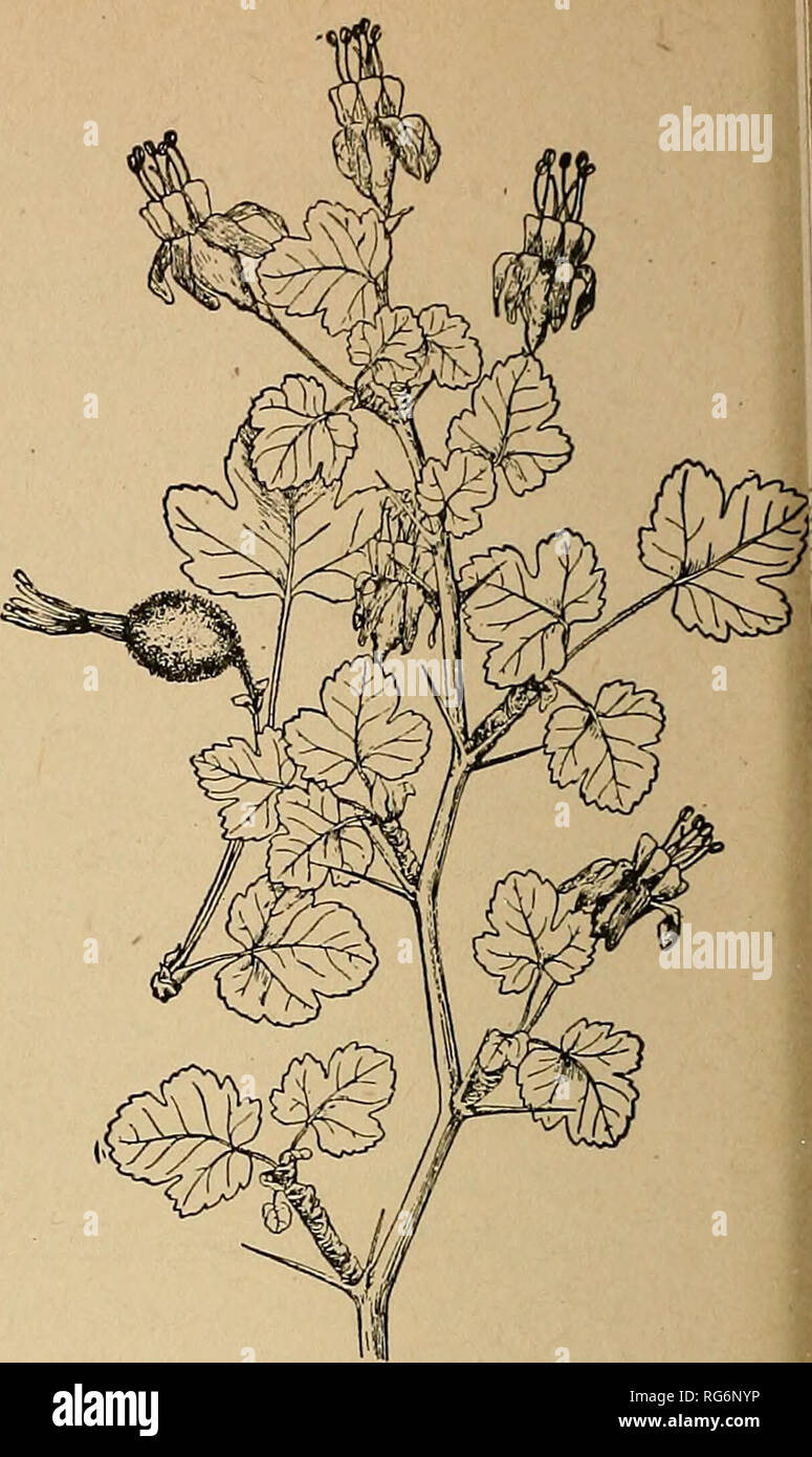 . Bush-fruits. Berries; Fruit-culture. Fig. 46. Ribes odoratum (X1'2)-. Fig. 48. Ribes Lobbii.. Please note that these images are extracted from scanned page images that may have been digitally enhanced for readability - coloration and appearance of these illustrations may not perfectly resemble the original work.. Card, Fred Wallace, 1863-. New York, Macmillan Stock Photo