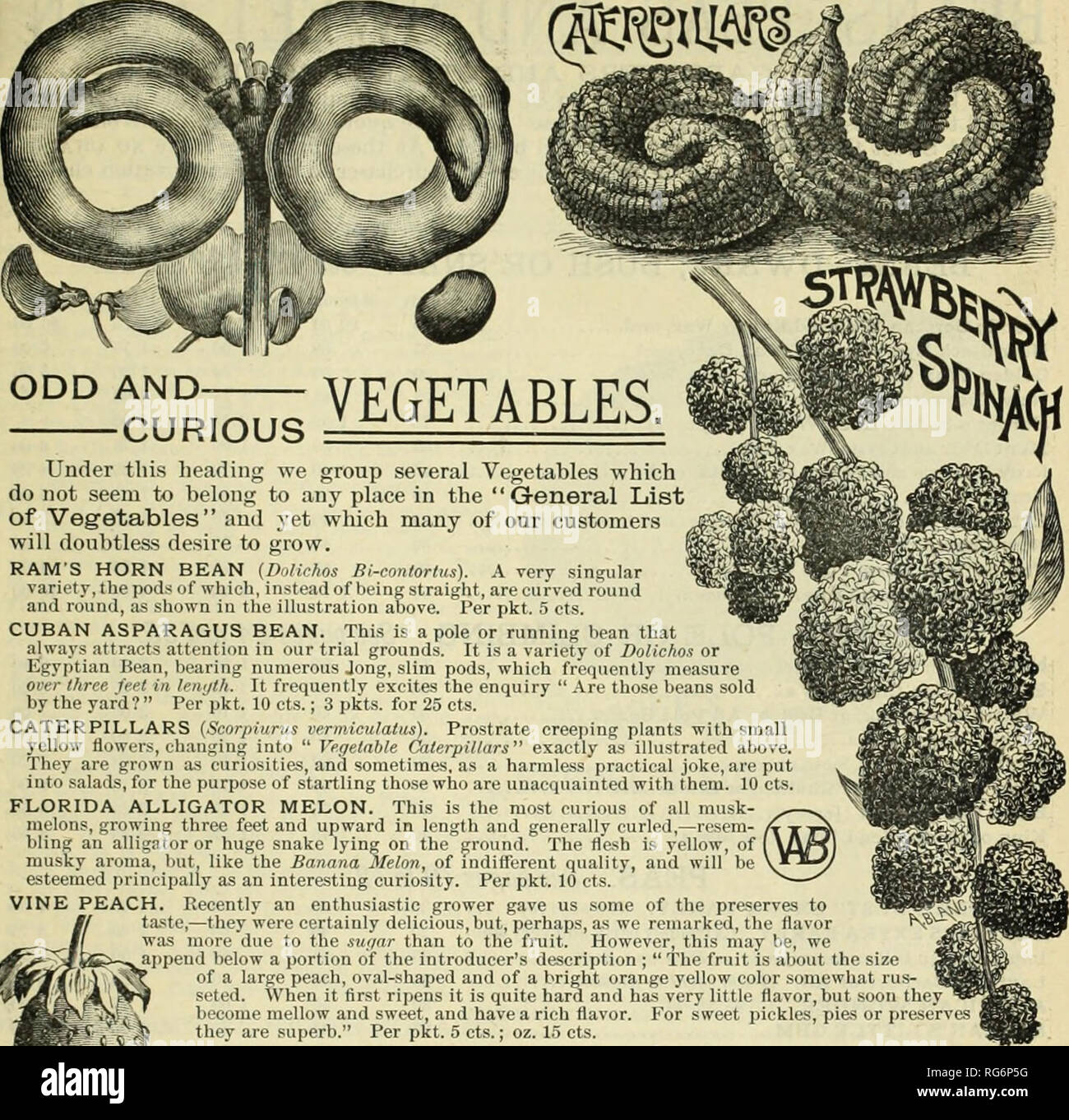 Burpee S Farm Annual Nursery Stock Pennsylvania Philadelphia Catalogs Flowers Pennsylvania Catalogs Vegetables Pennsylvania Catalogs Seeds Pennsylvania Catalogs 87 Odd And Curious Vegetables Under Tins Heading We Group Several Vegetables Which Do