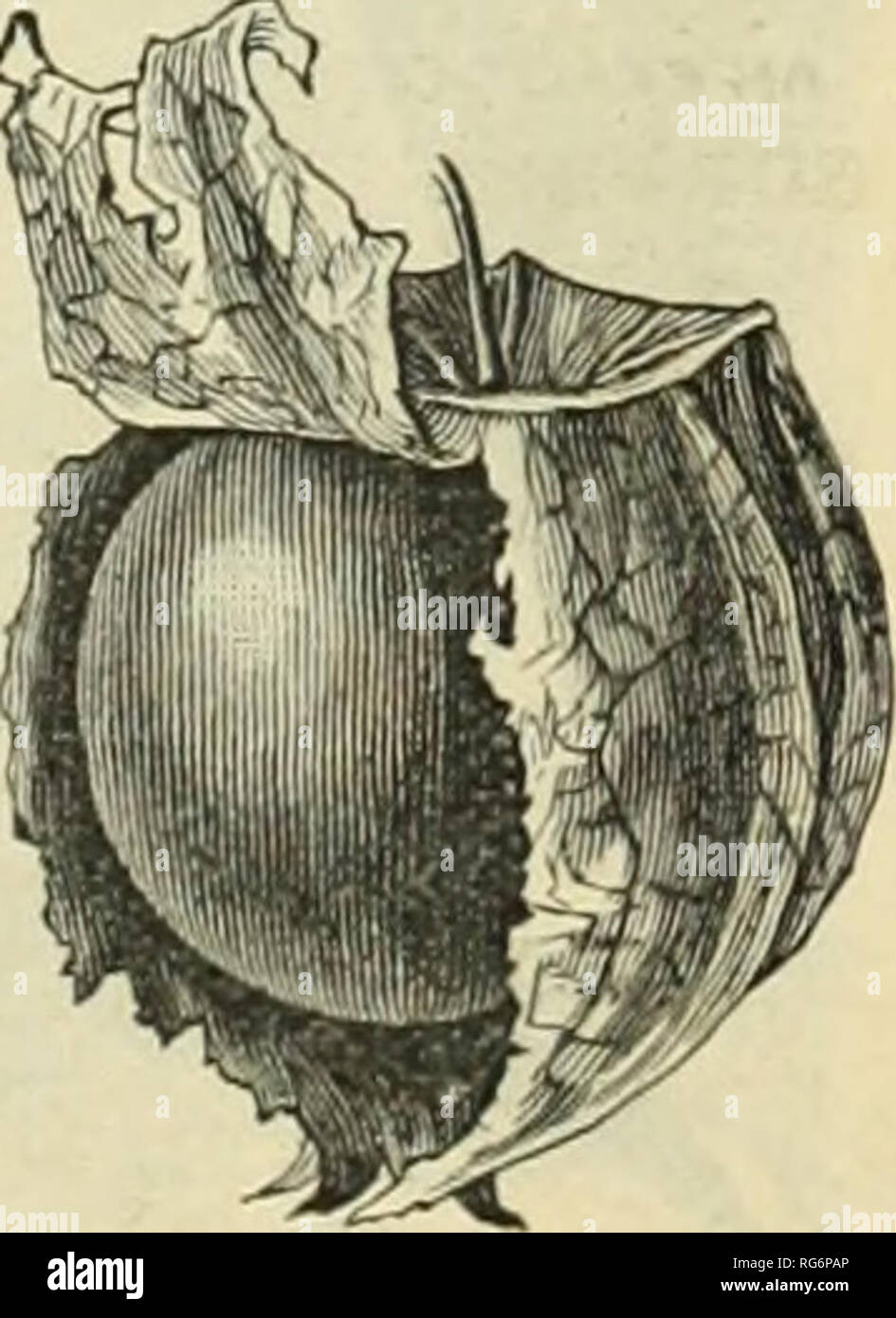 . Burpee's farm annual. Nursery stock Pennsylvania Philadelphia Catalogs; Flowers Pennsylvania Catalogs; Vegetables Pennsylvania Catalogs; Seeds Pennsylvania Catalogs. RED PEAR-SHAPED TOMATO. SMALL-FRUITED TOMATOES. The following varieties are extremely useful for pre- serving and pickling. They are all enormously produc- tive, and a short row in the garden will furnish an ample supply for a large family. The different varieties are absolutely pure, having been raised at Fordhook Farm the past season. RED PEAR SHAPED. This is a leading favorite for preserves, and also to make &quot;tomato figs Stock Photo