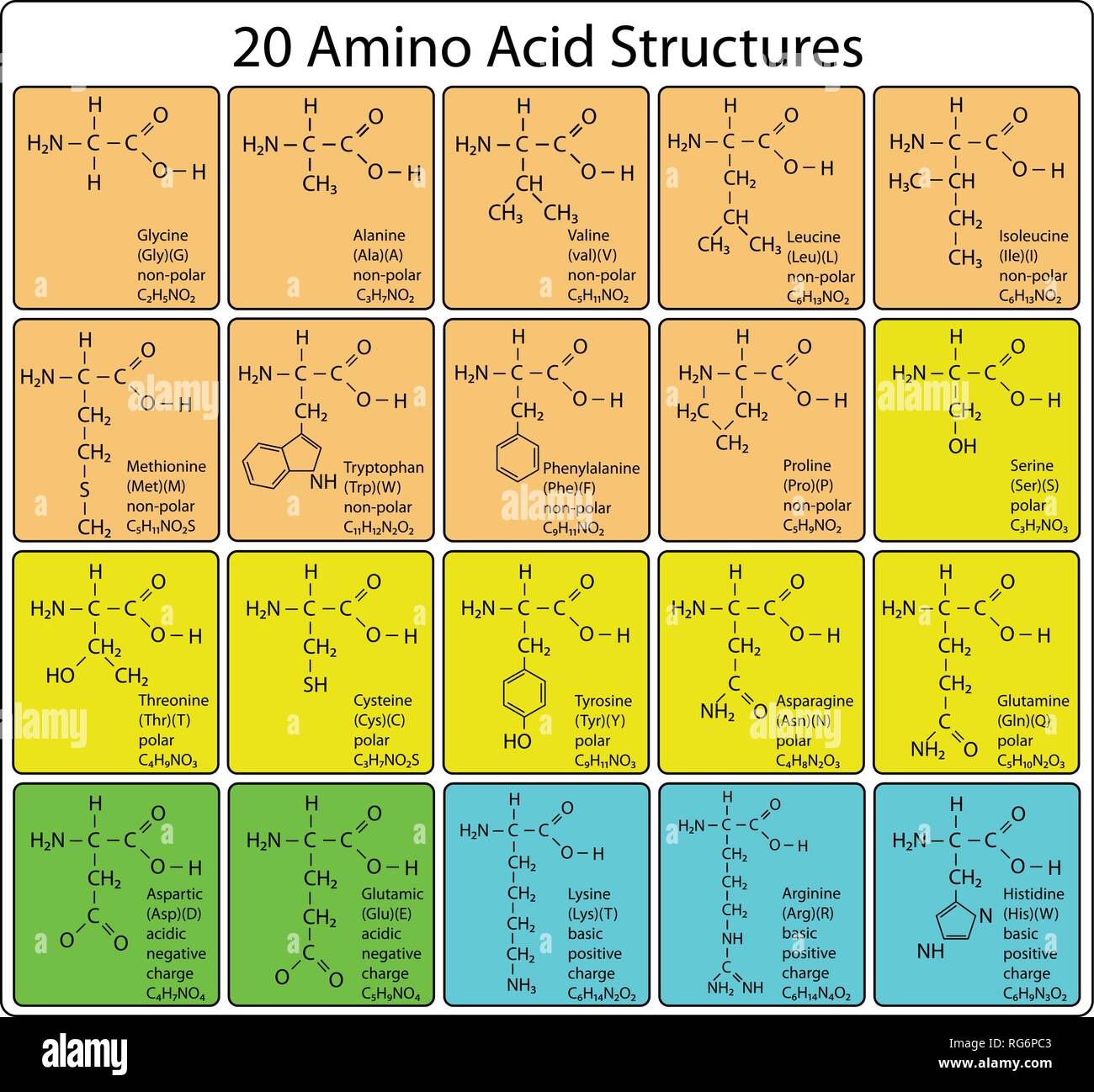 Set of 20 Amino Acid Molecules Skeletal Structure Stock Vector