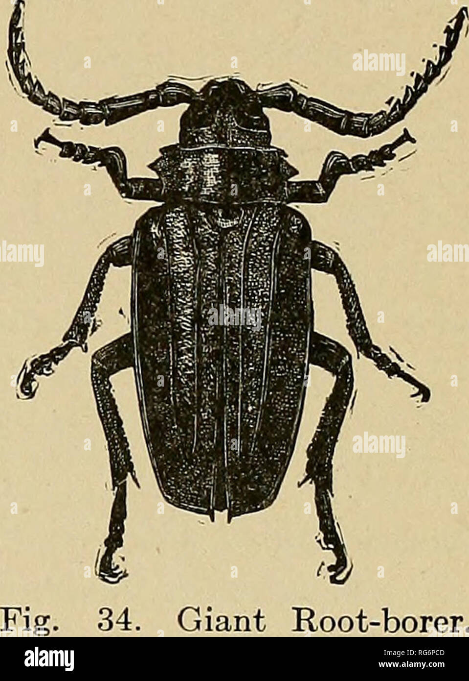 . Bush-fruits. Berries; Fruit-culture. The Less Prominent Insects 249 making it difficult to detect. No practical remedy seems to be available. The giant root-borer, Prionus laticollis, Dru. (Fig. 34), is a very large beetle, two or three inches long, which works in the roots of blackberries, and other plants. Its presence in the blackberry is indicated by the sudden dying of one or more canes in a hill. The insect is not common and can be cdntrolled by digging up and destroying the plants when the injury first appears. The raspberry leaf-roller, Exartema permundanum, Clemens, sometimes at- ta Stock Photo