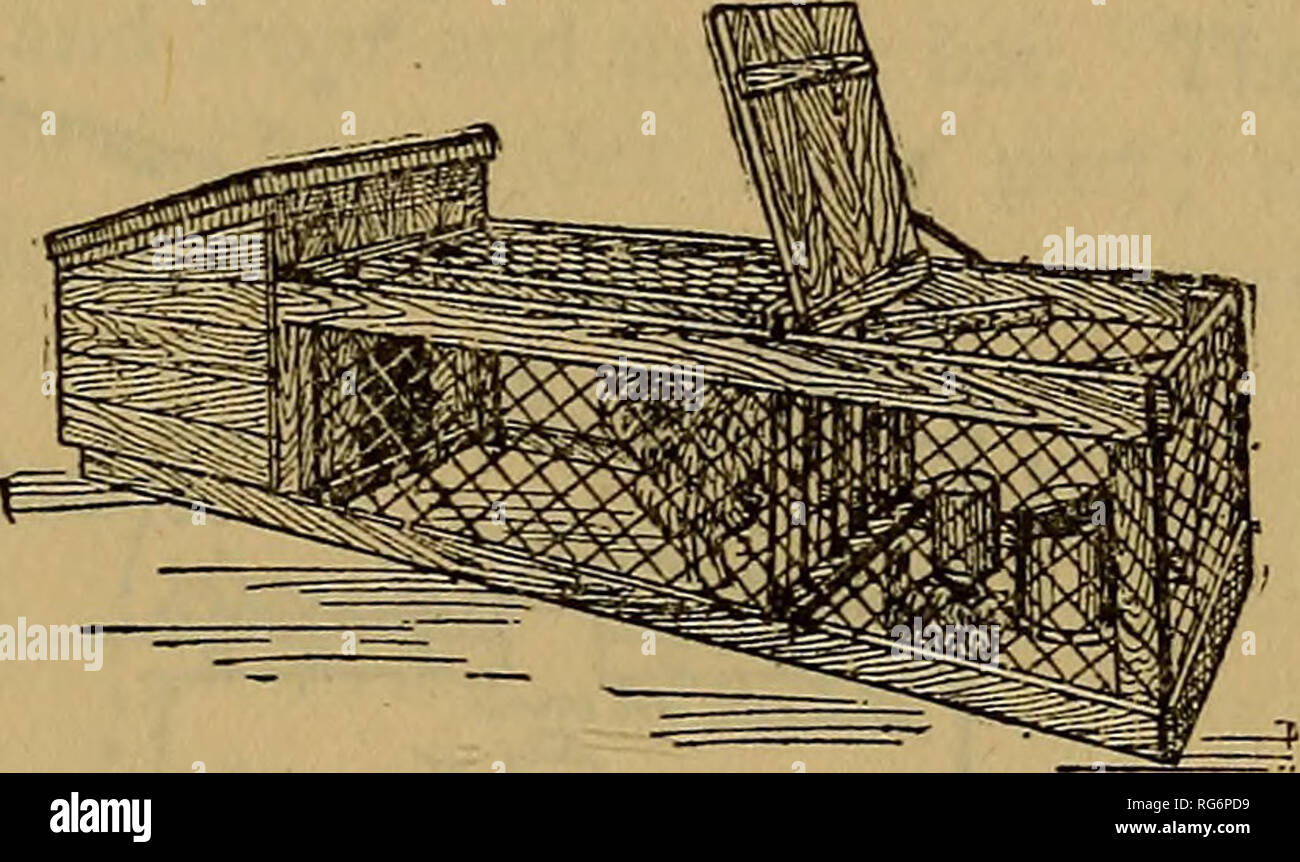 . The business hen (the latest hatch). Poultry. SMALL CHICK HOUSE. Fro. 13. WITH YARD ATTACHED. Fig. 14. then make a final application when they are given free range. For three weeks they seem perfectly contented in their confine- ment, but after that they grow restless, and do better running free. These outfits are 7 feet long over all, 2 feet wide and 20 inches high. The chicks are fed commercial chick feed by means of an automatic device made of wire screens. By pecking at this they work out just what they need but no more. The slatted partition lets the chicks into the feeding compartment, Stock Photo