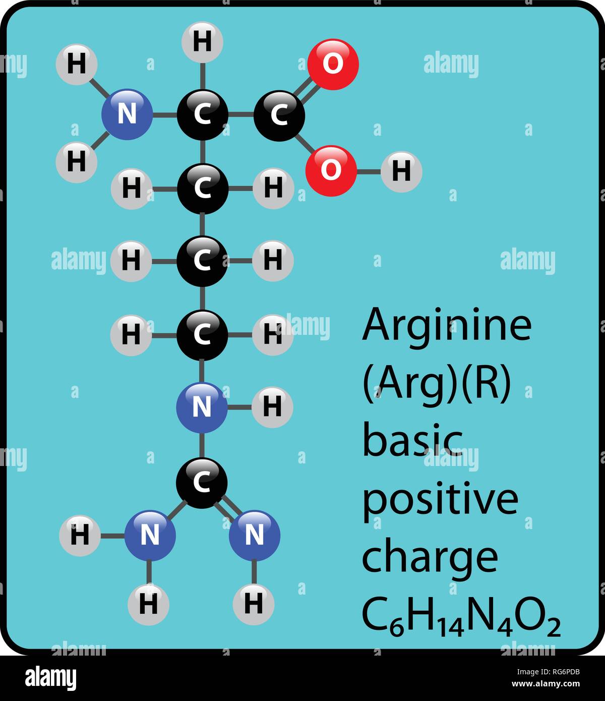 Arginine Amino Acid Molecule Ball and Stick Structure Stock Vector