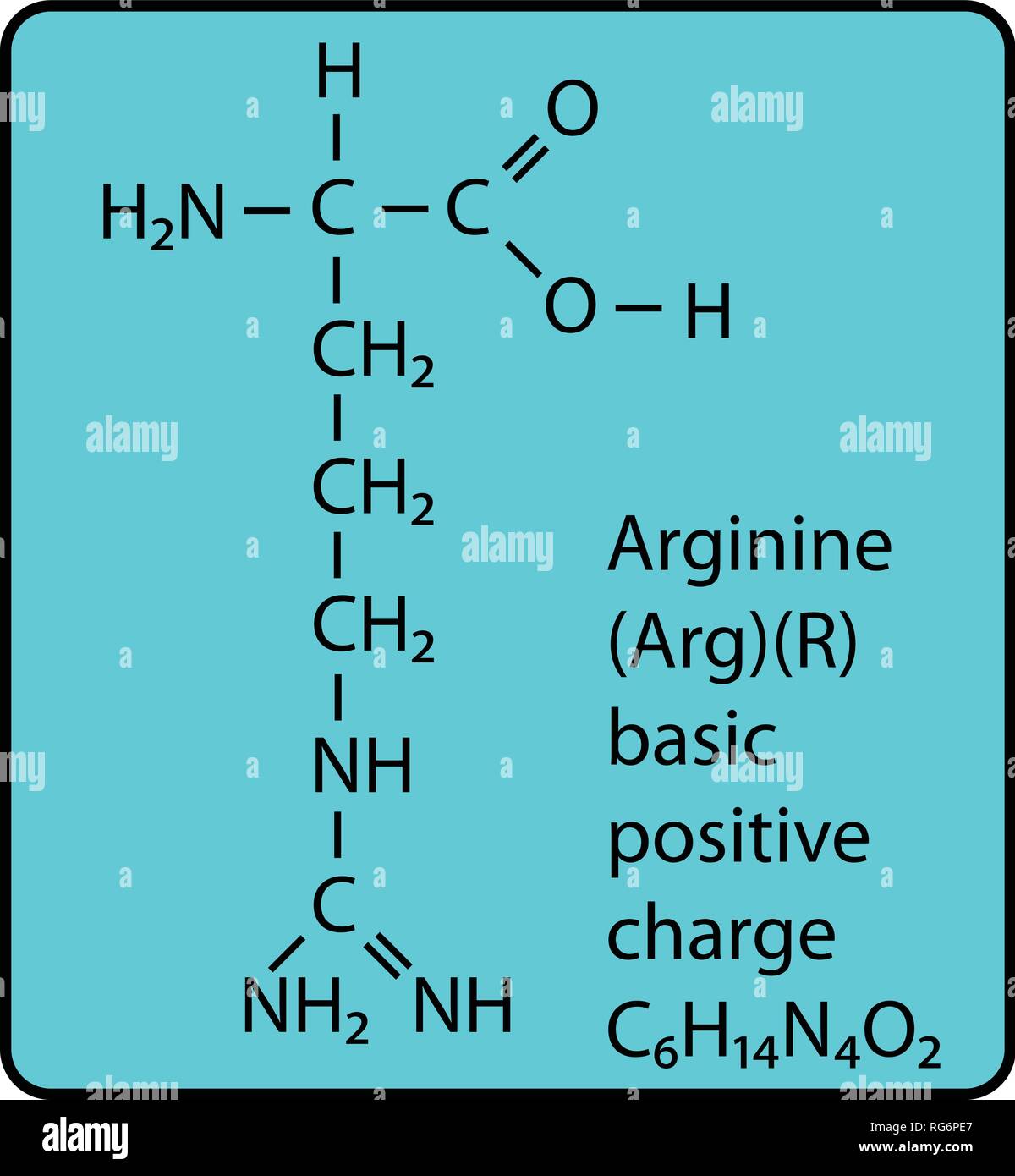 Arginine Amino Acid Molecule Skeletal Structure Stock Vector