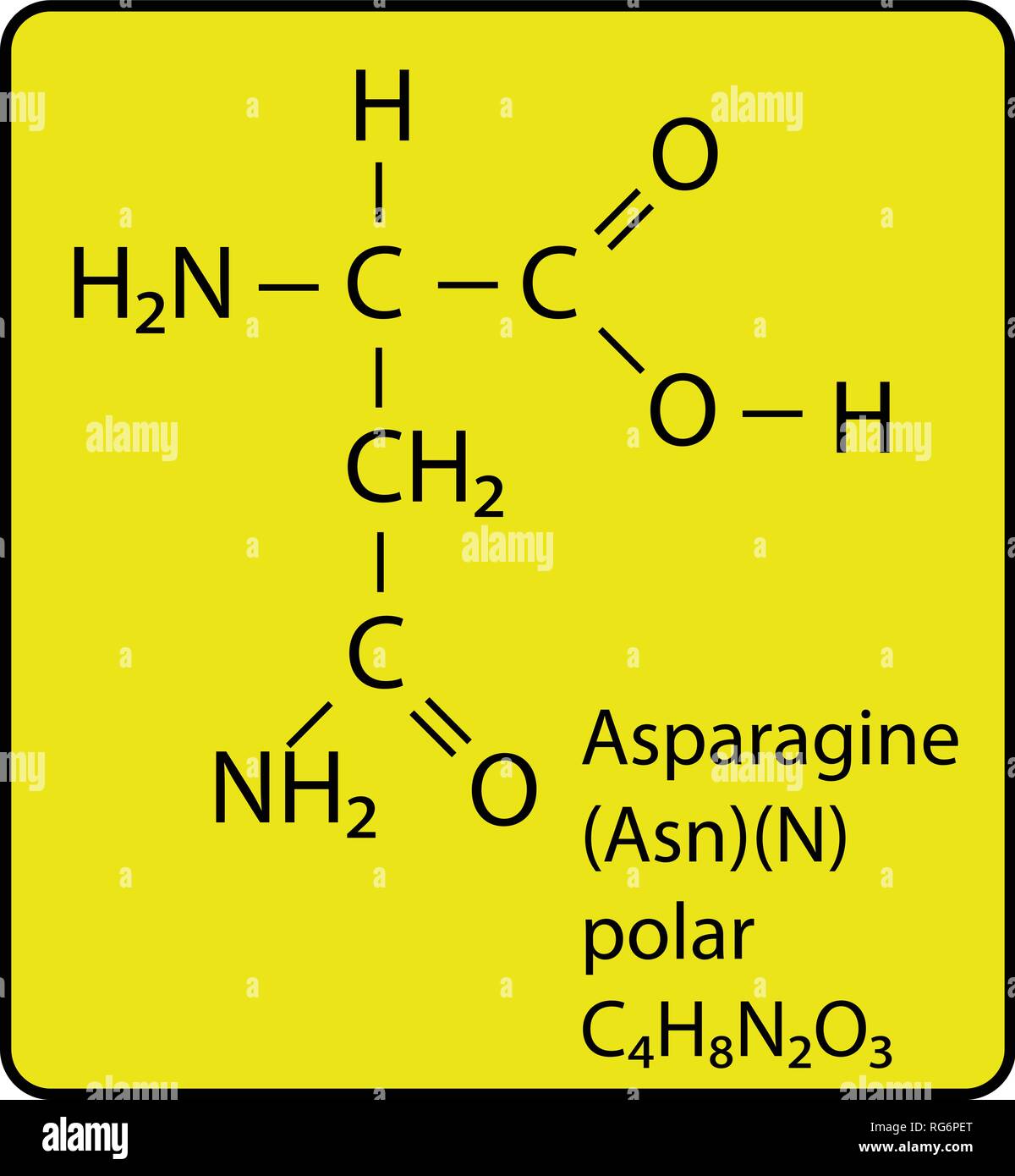Asparagine Amino Acid Molecule Skeletal Structure Stock Vector
