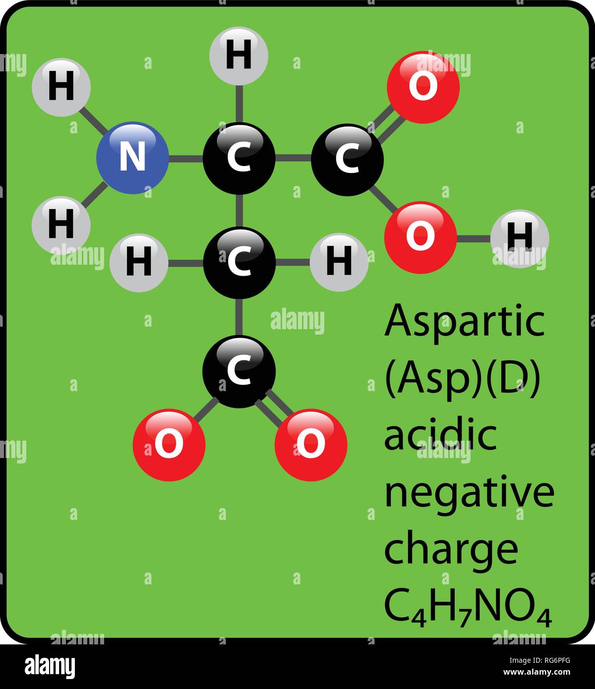 Aspartic Amino Acid Molecule Ball and Stick Structure Stock Vector