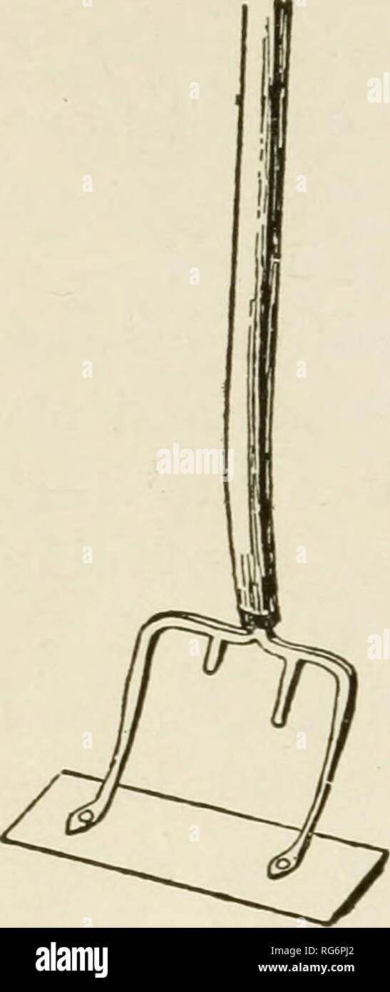 . Bush-fruits; a horticultural monograph of raspberries, blackberries, dewberries, currants, gooseberries, and other shrub-like fruits. Berries. 16 BUSH-FRUITS does the cultivating should be mentioned, one of which he will appreciate and one of which he will not. This latter is a wire muzzle, in the shape of a basket, which slips over his nose and buckles into the bit rings. This maj- look like taking an unfair advantage of our faithful co- worker, but it will prevent his being scolded and jerked when he admires an exceptionall}' fine cluster of fruit. He Avill also keep his position in the ro Stock Photo