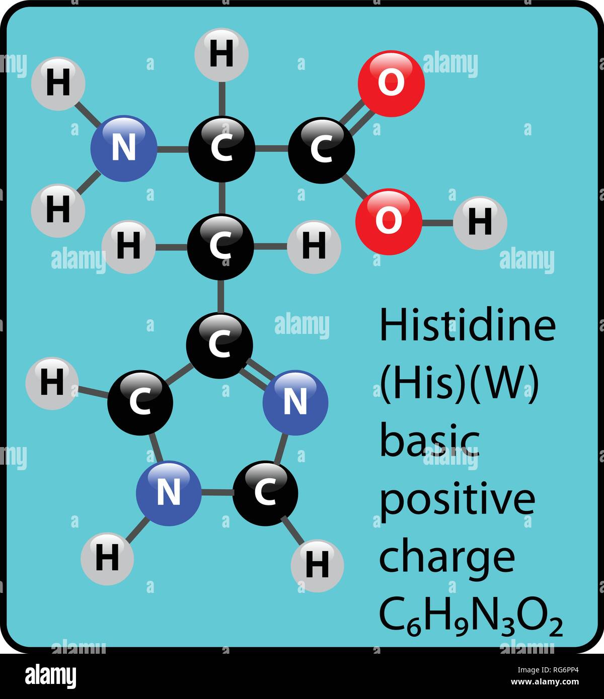 Histidine Amino Acid Molecule Ball and Stick Structure Stock Vector