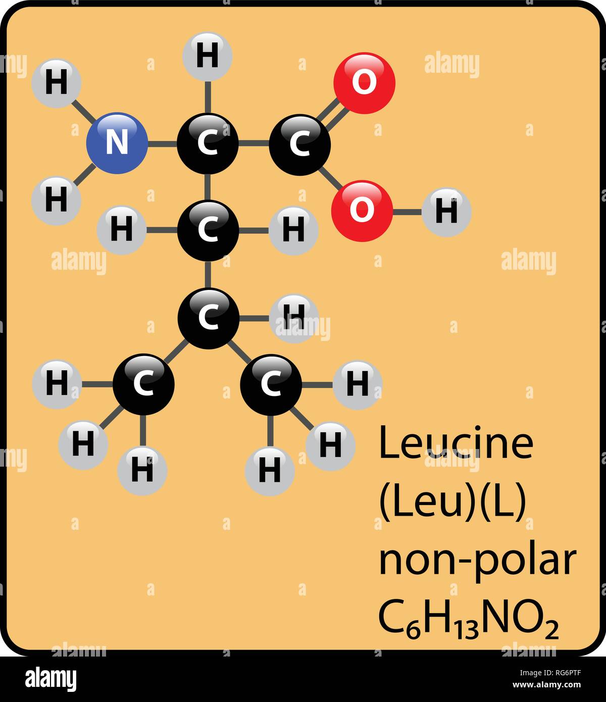Leucine Amino Acid Molecule Ball and Stick Structure Stock Vector