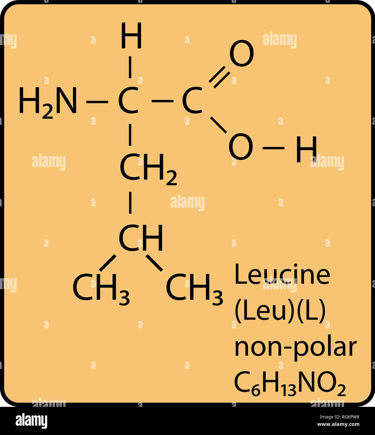 Leucine Amino Acid Molecule Skeletal Structure Stock Vector