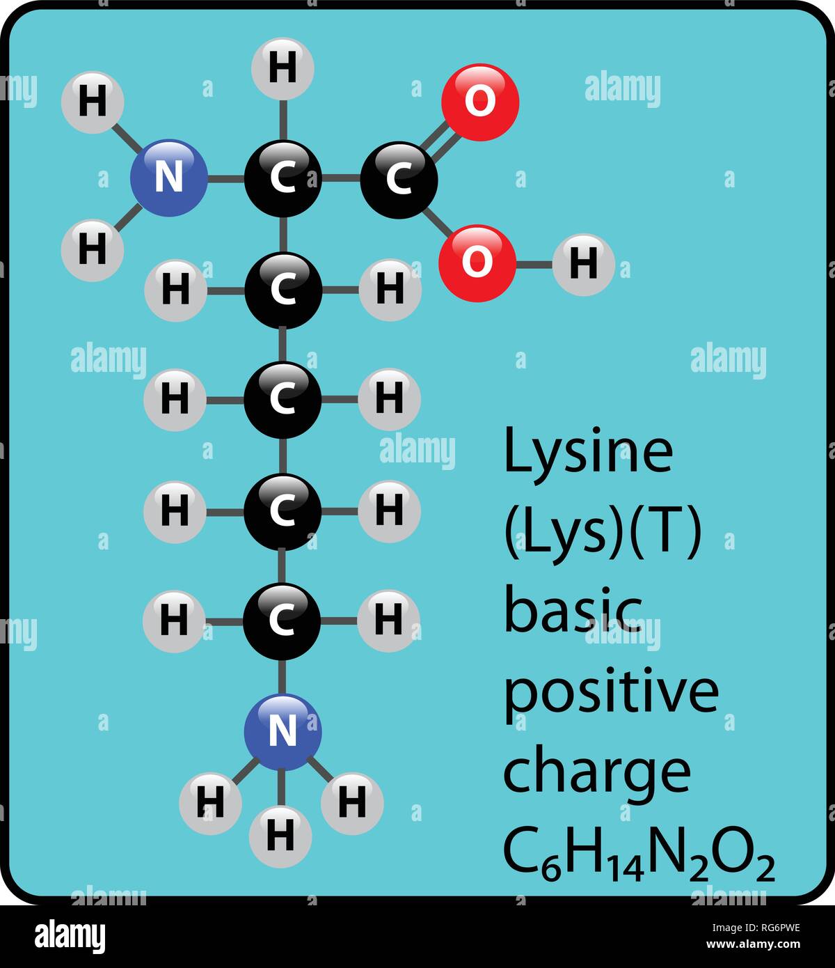 Lysine Amino Acid Molecule Ball and Stick Structure Stock Vector