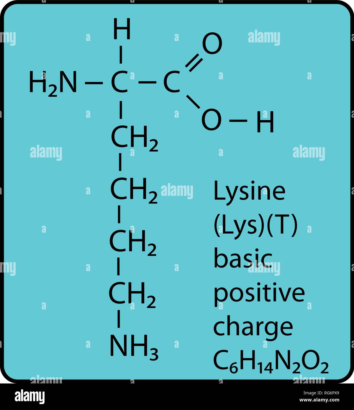 Lysine Amino Acid Molecule Skeletal Structure Stock Vector