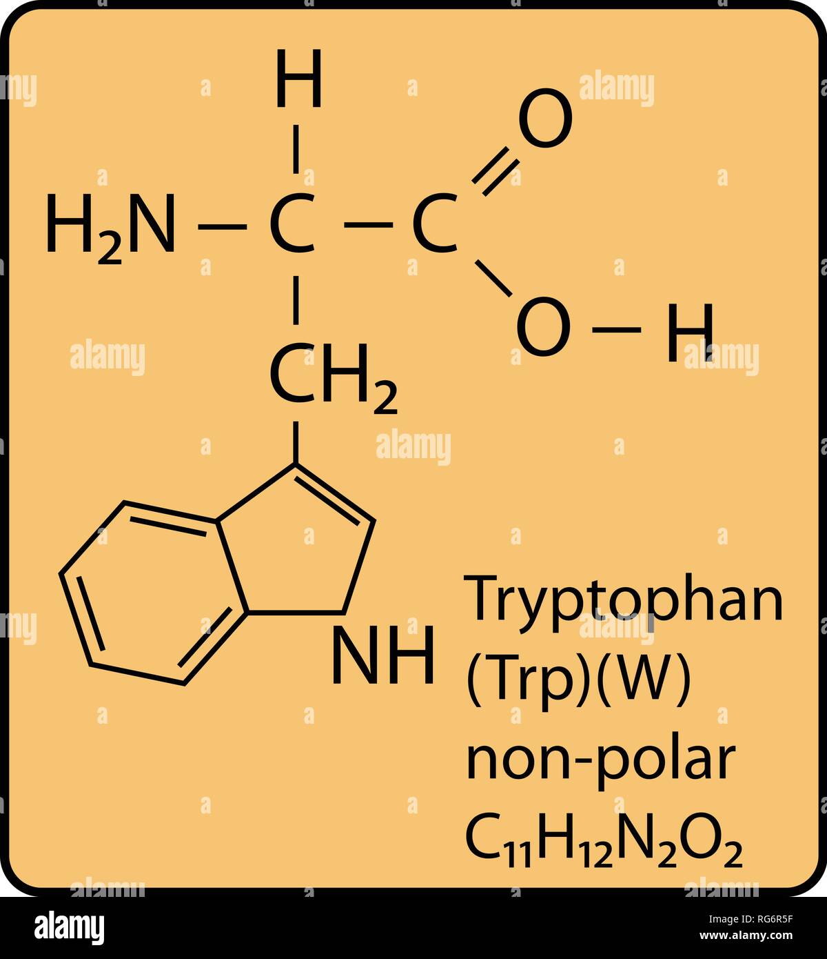 Tryptophan Amino Acid Molecule Skeletal Structure Stock Vector