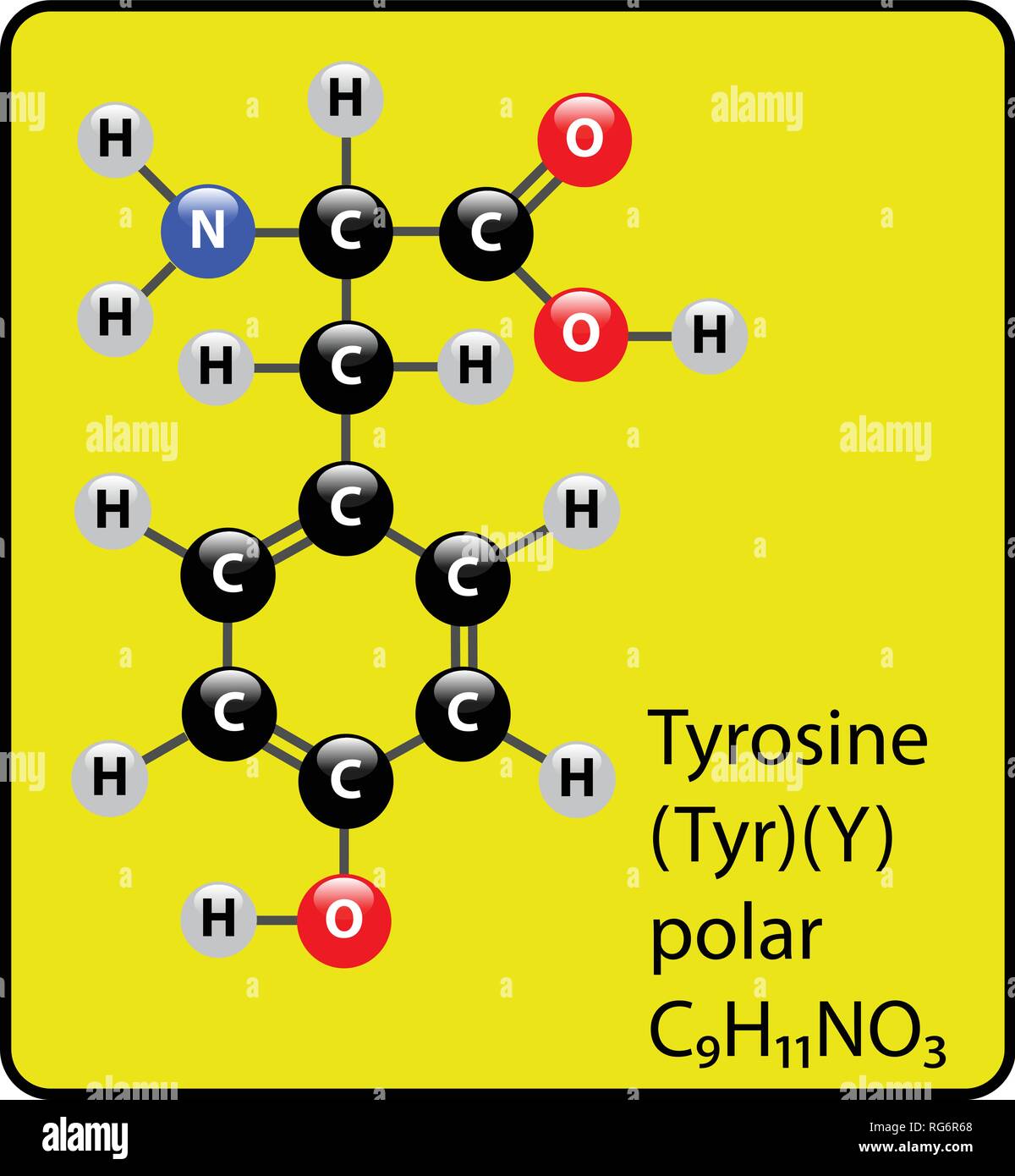 Tyrosine Amino Acid Molecule Ball and Stick Structure Stock Vector