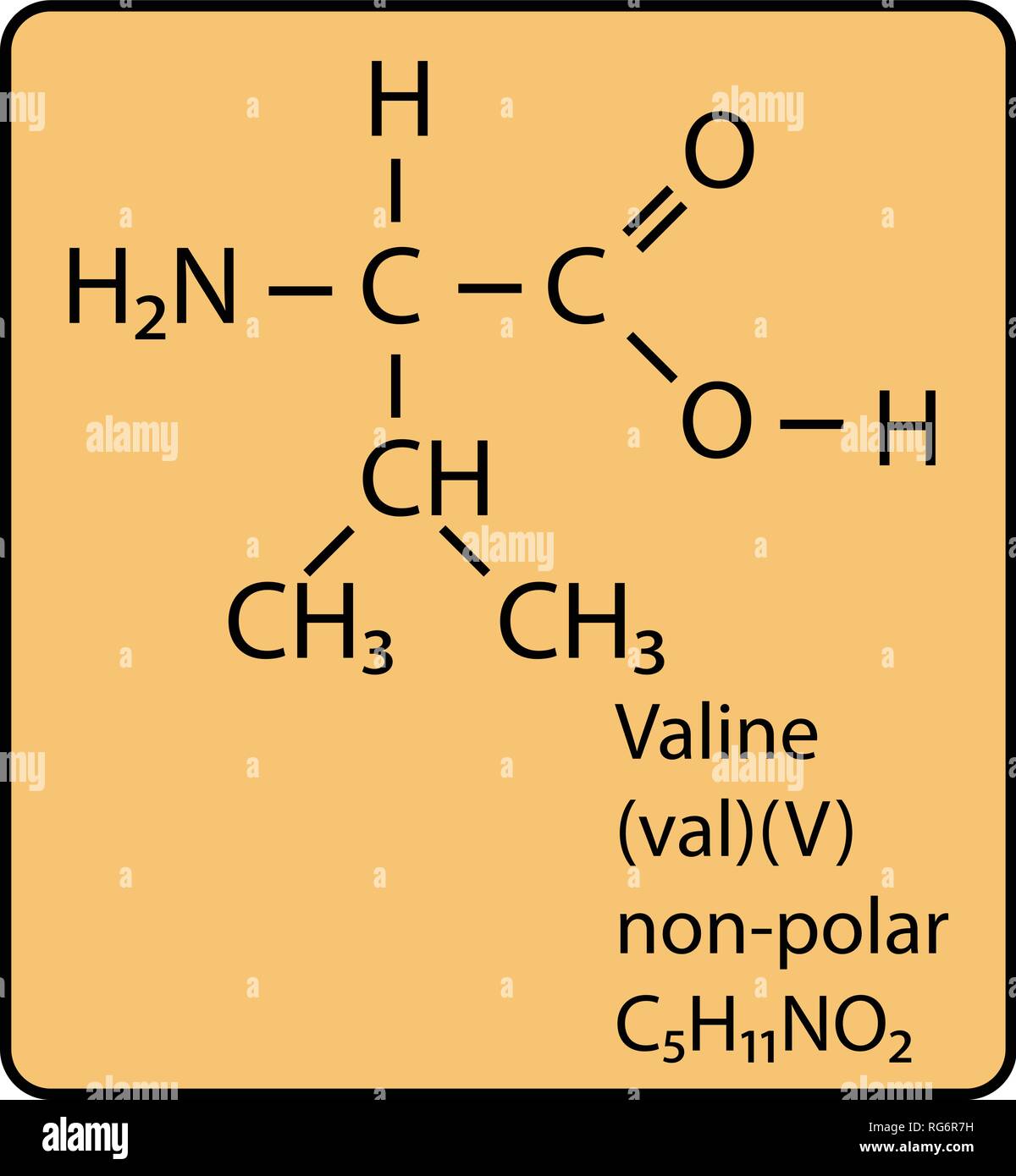 Valine Amino Acid Molecule Skeletal Structure Stock Vector