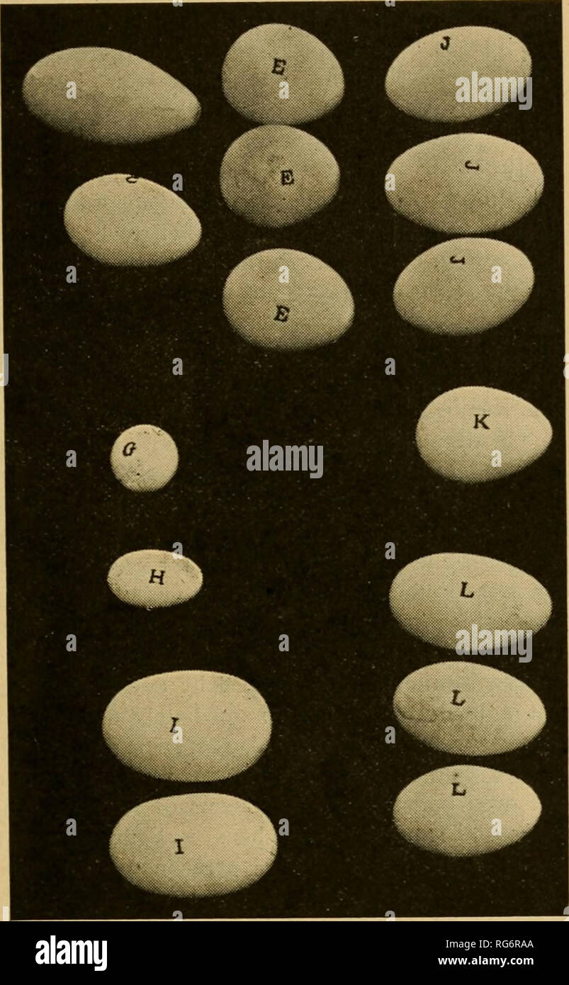 . The business hen (a new brood). Poultry. What Is An Egg? rich uniform ...