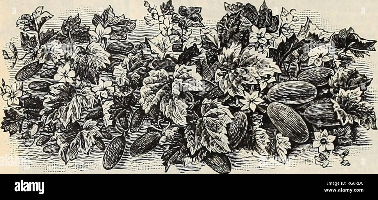 Burpee S Farm Annual 1894 Nurseries Horticulture Pennsylvania Philadelphia Catalogs Vegetables Seeds Catalogs Plants Ornamental Catalogs Flowers