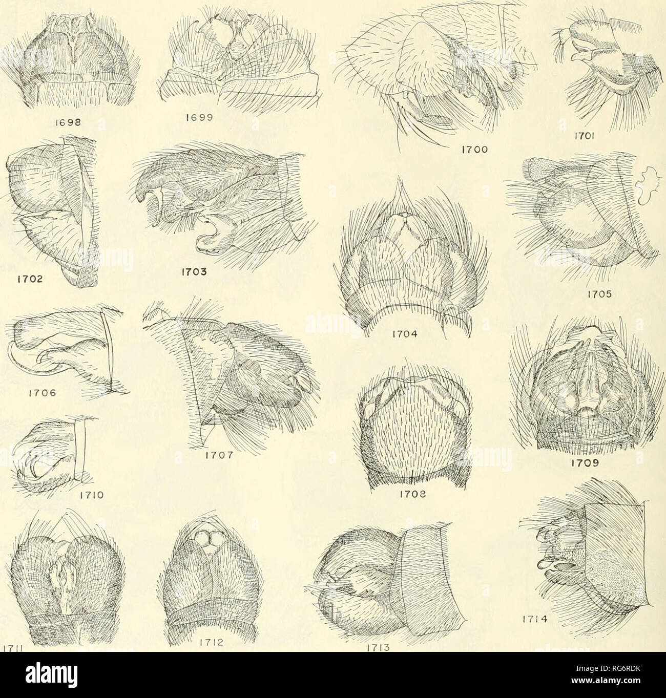 . Bulletin - United States National Museum. Science. 754 UNITED STATES NATIONAL MUSEUM BULLETIN 22 4. Figures 1698-1714.—1698, Callinicus calcaneus Loew. 1699, Hodophylax basingeri Pritchard. 1700, Annamyia maren Pritchard. 1701, Oldro- ydia hamala Hull. 1702, Macrocolus sp. 1703, Bathypogon sp. 1704, Stizochymus salinator Walker. 1705, Stizochymus salinator Walker. 1706, Neocyrtopogon bifasciatus Ricardo. 1707, Aczelia infumatus Lynch Arribalzaga. 1708, Neoscleropogon elongatus Macquart, 1709, Questo- pogon clarkii Dakin and Fordham, ventral. 1710, Gonioscelis ventralis Schiner. 1711, Neoscle Stock Photo