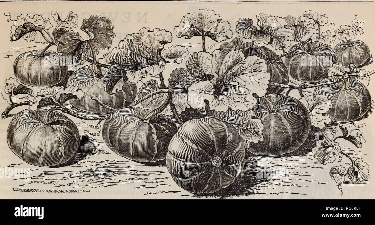 . Burpee's farm annual : garden, farm, and flower seeds. Nursery stock Pennsylvania Philadelphia Catalogs; Flowers Pennsylvania Catalogs; Vegetables Pennsylvania Catalogs; Seeds Pennsylvania Catalogs. BURPEE'S FARM ANNUAL FOR 1886. 19. ONE ^^NK OF THE NEW RED CHINA SQUASH. âNEW RED CHINA SQUASH â We are indebted to &quot; The Flowery Kingdom &quot; for this handsome and prolific variety, which we first introduced last year. In the above life-like illustration the artist has faithfully portrayed a single vine, with the omission of some of the leaves. The prolific character is not exaggerated by Stock Photo