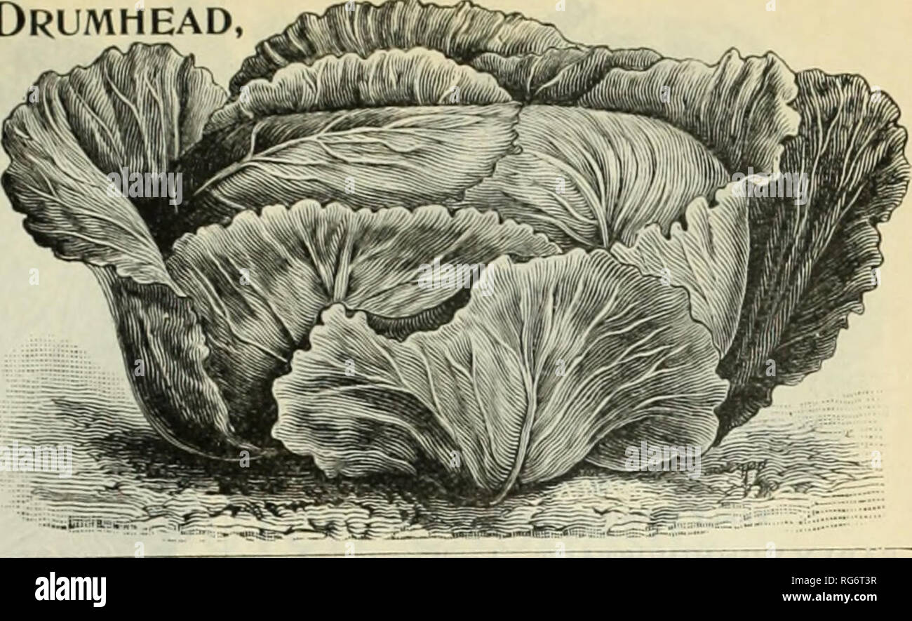 . Burpee's farm annual 1894. Nurseries (Horticulture) Pennsylvania Philadelphia Catalogs; Vegetables Seeds Catalogs; Plants, Ornamental Catalogs; Flowers Seeds Catalogs. BURPEE'S CABBAGE SEED. 47 FoTTLER's Early Drumhead OR SHORT-STEM BRUNSWICK CABBAGE. In its iinprovod type, this is a first-class second early, largt^lu'ail- ing Drumhead ('abl)age. It heads shortly after the ICarly Klat Dutch, and is most excellent for summer and fall use. In New ICuglaiul it is also largely grown for winter, as the heads are very hard and solid. If the plants are set out late it makes one of the very best win Stock Photo