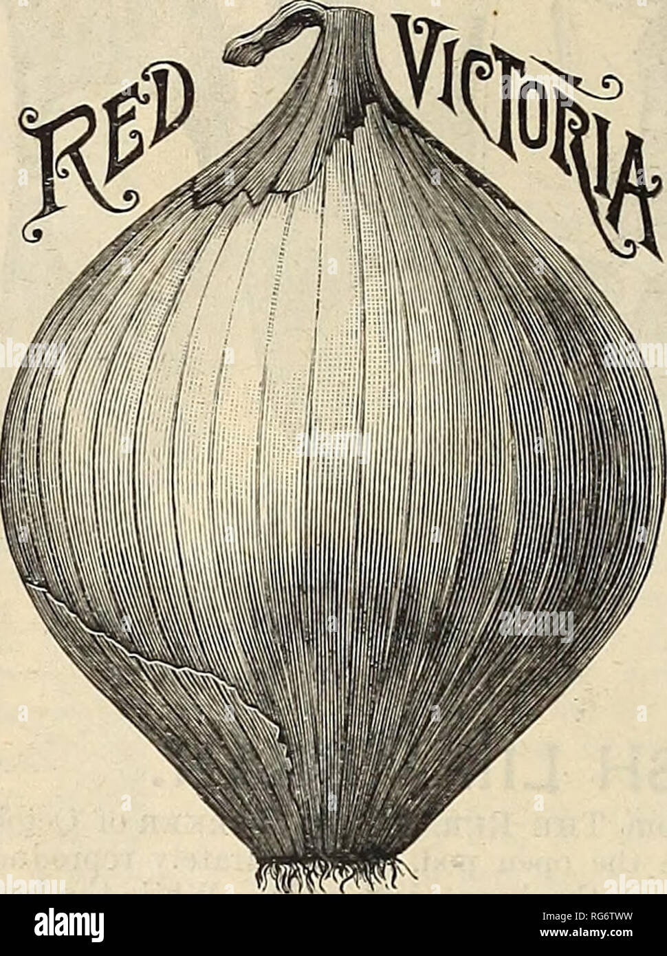 . Burpee's farm annual. Nursery stock Pennsylvania Philadelphia Catalogs; Flowers Pennsylvania Catalogs; Vegetables Pennsylvania Catalogs; Seeds Pennsylvania Catalogs. 28 W. ATLEE BURPEE &amp; CO., PHILADELPHIA. NEW VICTORIA ONIONS. A DISTINCT NEW RACE OF MAMMOTH ONIONS FROM SARDINIA. This distinct new race of Onions from Sardinia, of which we purchased the exclusive ovs^ner- ship while in Southern Europe in June, 1888, and offered for sale for the first time in 1889, has produced direct from seed bulbs of enormous size, as stated below. While we have received reports of WHITE VICTORIA ONIONS  Stock Photo