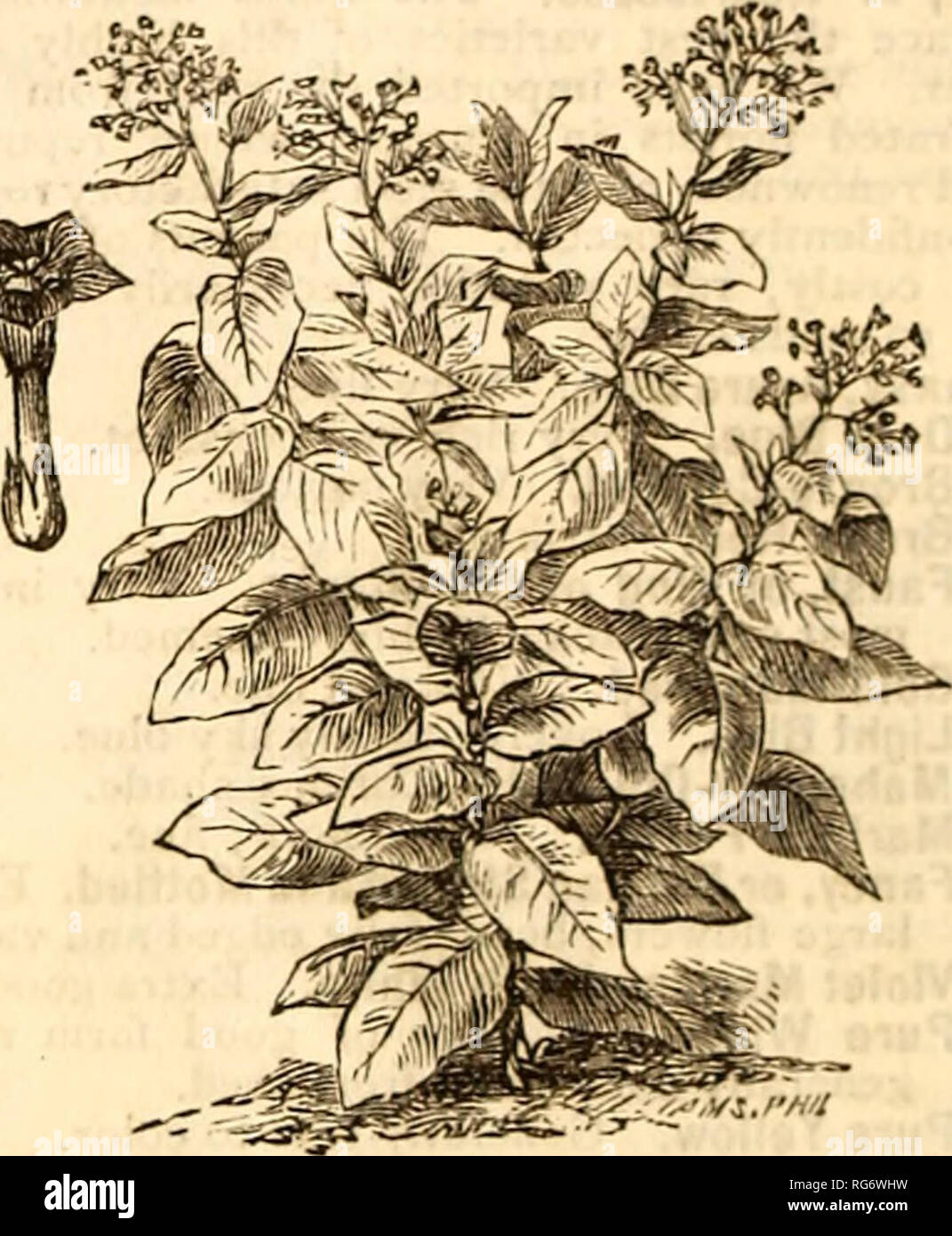. Burpee's farm annual : garden, farm, and flower seeds, blooded stock. Nursery stock Pennsylvania Philadelphia Catalogs; Flowers Catalogs; Vegetables Catalogs; Seeds Catalogs. No. 240.—ScABiosA, Large Double. No. 121.—Godetia, Lady Aleemakle. 229. RicinuS, Sanguineus. Red stalks, scarlet fruit; 5 ft. 230. BraziliensiS. Dark-green fruit; lo ft. 231. Gibsoni, new, with dark purple stem and leaves, very fine and ornamental. 232. New Species from the Phillipines ; very large leaves ; grows 6 to 10 ft. high. 233. Nanus Microcarpus. Dwarf, grows only 2 to 3 ft. in height ; fine for groups. 234. Com Stock Photo