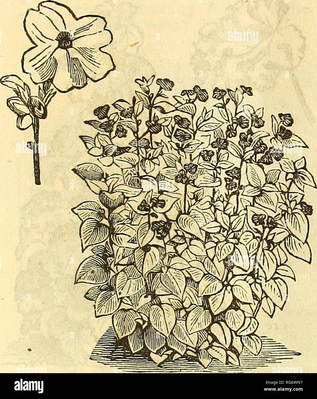. Burpee's farm annual : garden, farm, and flower seeds, blooded stock. Nursery stock Pennsylvania Philadelphia Catalogs; Flowers Catalogs; Vegetables Catalogs; Seeds Catalogs. No. 63.—Candytuft—New Hybrid Dwarf.. No. 50.—Browallia Cerviakowski. 82. Ciementei. New and improved Dusty Miller, pro- ducing crowns of silvery leaves, deeply fringed. CHRYSANTHEMUM. The following annual varieties are exceedingly pretty. Of easy and rapid growth, they are bright, cheerful, and free bloomers. 83. Coronarium. Double, mixed ; 13^ feet. 84. Tricolor, Burridge's Improved. Flowers crimson, with white center; Stock Photo