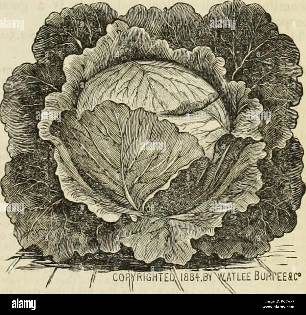 . Burpee's farm annual : garden, farm, and flower seeds. Nursery stock Pennsylvania Philadelphia Catalogs; Flowers Pennsylvania Catalogs; Vegetables Pennsylvania Catalogs; Seeds Pennsylvania Catalogs. FILUEKKRAUT CAEliACE. FILDERKRAUT CABBAGE. We think so highly of this cabljage that we t have had a new engraving made, to better illus- ; trate its shape and appearance. The Filderkraut j is a great favorite in Germany, and needs only to become known to be equally popular in America. The Germans use it largely in the manufacture of &quot; kraut.&quot; The pointed, conical heads attain large si/c Stock Photo