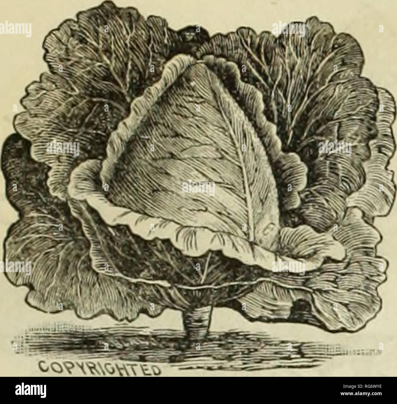 . Burpee's farm annual : garden, farm, and flower seeds. Nursery stock Pennsylvania Philadelphia Catalogs; Flowers Pennsylvania Catalogs; Vegetables Pennsylvania Catalogs; Seeds Pennsylvania Catalogs. 31. JERSEY WAKEFIELD CABBAGE. EARLY JERSEY WAKEFIELD. Many experienced market gardeners consider this the very best &quot;First Early Cabbage.&quot;' It is certainly deserving of its great popularity, and is doubtless grown for market more extensively than any other early cabbage. It has been our aim to have the very finest strain of so important a variety; and from careful comparative tests of a Stock Photo
