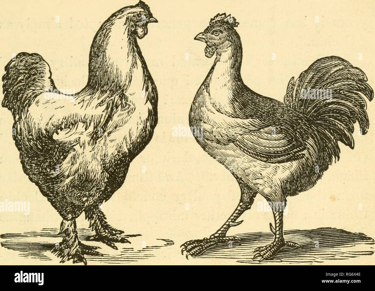 Sent To China Chicken