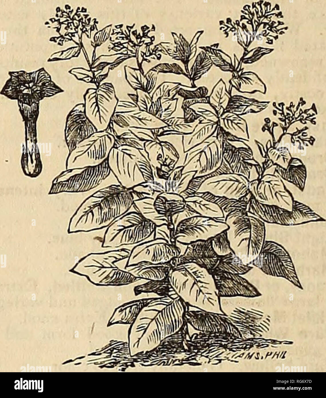 . [Burpee's farm annual]. Nursery stock Pennsylvania Philadelphia Catalogs; Flowers Catalogs; Vegetables Catalogs; Seeds Catalogs; Livestock Catalogs. iro ?4o.—Scabiosa, Large Douelh. No. i2i.—Godetia, Lady Albemarle. 229. ffScinilS, Sanguineus. Red stalks, scarlet fruit; 5 ft. 230. BraziliensiS. Dark-green fruit; 10 ft. 2.31. Gibsoni, new, with dark purple stem and leaves, very fine and ornamental. 232. New Species from the Phillipines; very large leaves ; grows 6 to 10 ft. high. 233. Nanus MicrocarpuS. Dwarf, grows only 2 to 3 ft. in height; fine for groups. 234. Communis, (Palma Chrisli). C Stock Photo