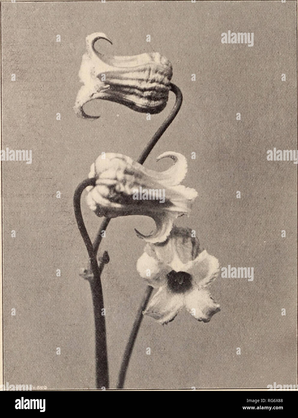 . The Burbank seed book / Luther Burbank Company.. Nursery Catalogue. 22 Clen92vtis. &quot;&quot;^ This season I have the pleasure of offering a Neiv Race of Clematis, pro- duced by crossing the graceful coral-scarlet (Coccinea), and the bell-shaped Crispa (Blue Bells). .«r^)|i.The plants grow almost as vigorously as Hop Vines; the leaves are extremely gracile and handsome, and the profusion of flowers—from June till frost—exquisite in form and color, most of them being rather broadly bell- shaped, with an exquisitely beautiful frosty or snowfiake appearance, with a blending of colors and shad Stock Photo