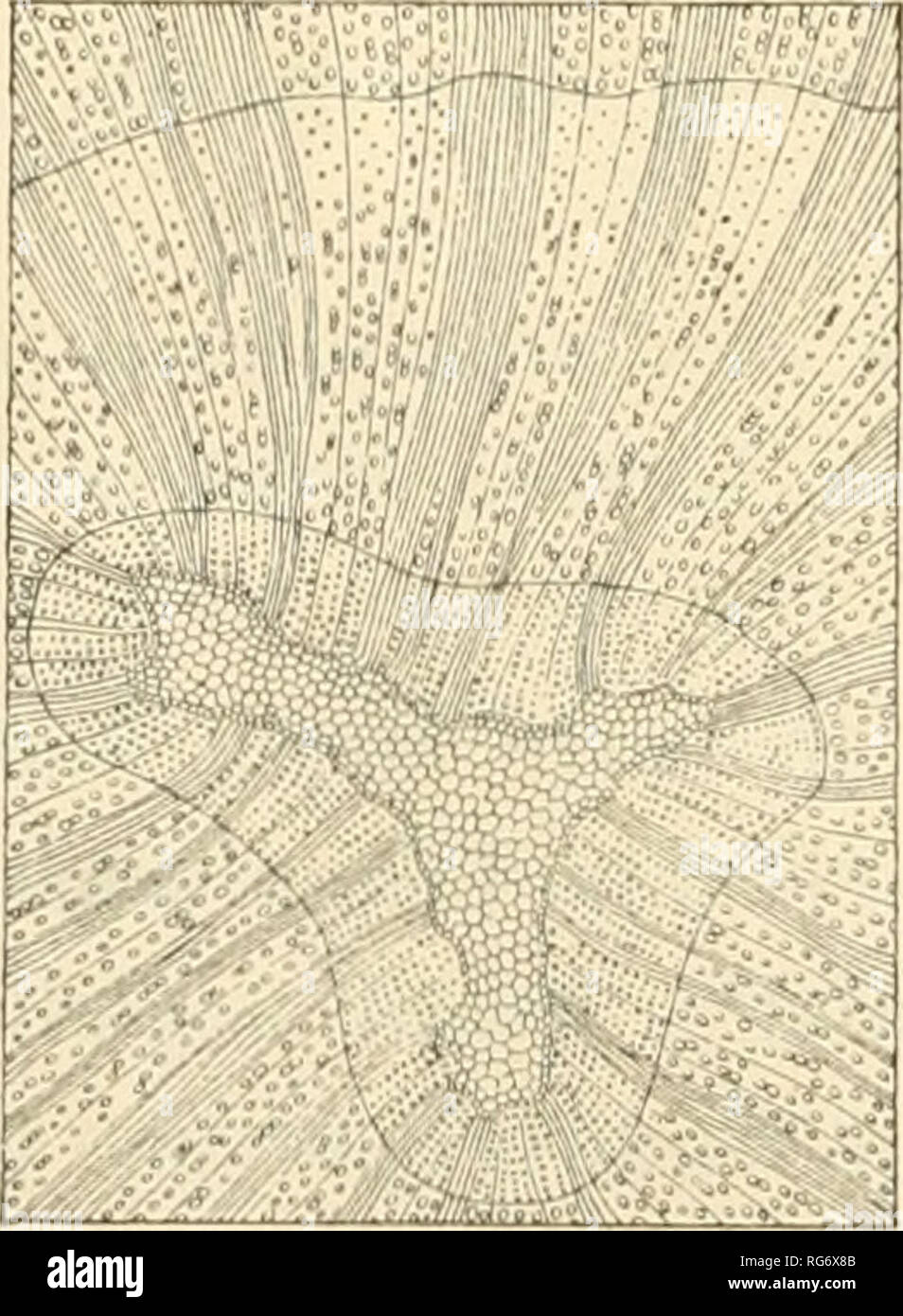 . Bullettino del Laboratorio ed Orto botanico. Plants; Plants -- Italy Siena. 134 L. PICCIOLI calorifica. Negli alberi vecchi si lia un falso durame die di- nota deperimento e non si presta all' iniezione con sostanze antisettiche. Si hanno flbrotracheidi, e parenchima discreta- mente abbondante formato d;i elementi sparsi o disi)osti in brevi serie tangenziali nella zona tardiva. Midollo omogeneo Peso spec. 0,74. fFaggioJ fjìgu. 25, 26, 37, 38, 39, 51 e 80J 49. Fagus silvatica L. 2). Alberi. I raggi midollari grandi sono rari e solo apparenti perchè risultano dall' avvicinamento di parecchi r Stock Photo