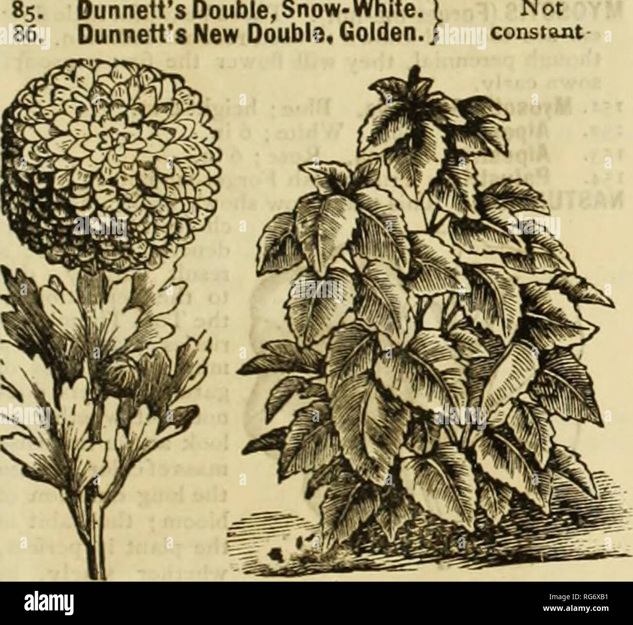 . [Burpee's farm annual]. Nursery stock Pennsylvania Philadelphia Catalogs; Flowers Catalogs; Vegetables Catalogs; Seeds Catalogs; Livestock Catalogs. 50.—Browallia Cerviakowski. No. 63.—Candytuft—New Hybrid Dwarf. 83. Clementei. New and improved Dusty Miller, pro- ducing crowns of silvery leaves, deeply fringed. CHRYSANTHEMUM. The following annual varieties are exceedingly pretty. Of easy and rapid growth, they are bright, cheerful, and free bloomers. 83. Cornnarium. Double, mixed ; x&quot;% feet. 84. Tricolor, Burridge's Improved. Flowers crimson, with white center; positively beautiful; j f Stock Photo