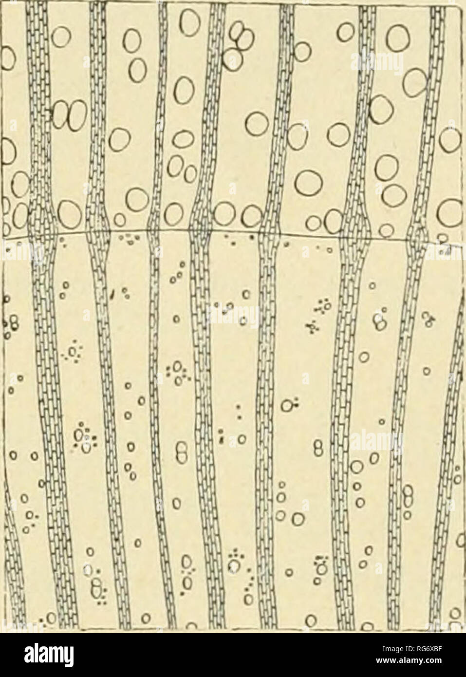 . Bullettino del Laboratorio ed Orto botanico. Plants; Plants -- Italy Siena. Fig. 71 Prunus Laurocerasus L. (Lan- roceraso (12 : 1). Fig. 72 Tannarix gallica L. (tamarice) (12: 1). ***) Cellule dei raggi midollari alte da 0,033 a 0,034. 34. Prunus lusitanica L. 4.) Alberetti o arbusti a legname bianco o bianco giallastro, facile a spaccarsi col disseccare, ad anelli annuali distinti, mediocremente duro, omogeneo, di breve durata. I vasi hanno areole anche a contatto coi raggi midollari, i quali mostrano lo spessore di 5-10 cellule. Prosenchiraa a punteggiature sem- plici. Parenchima formato d Stock Photo