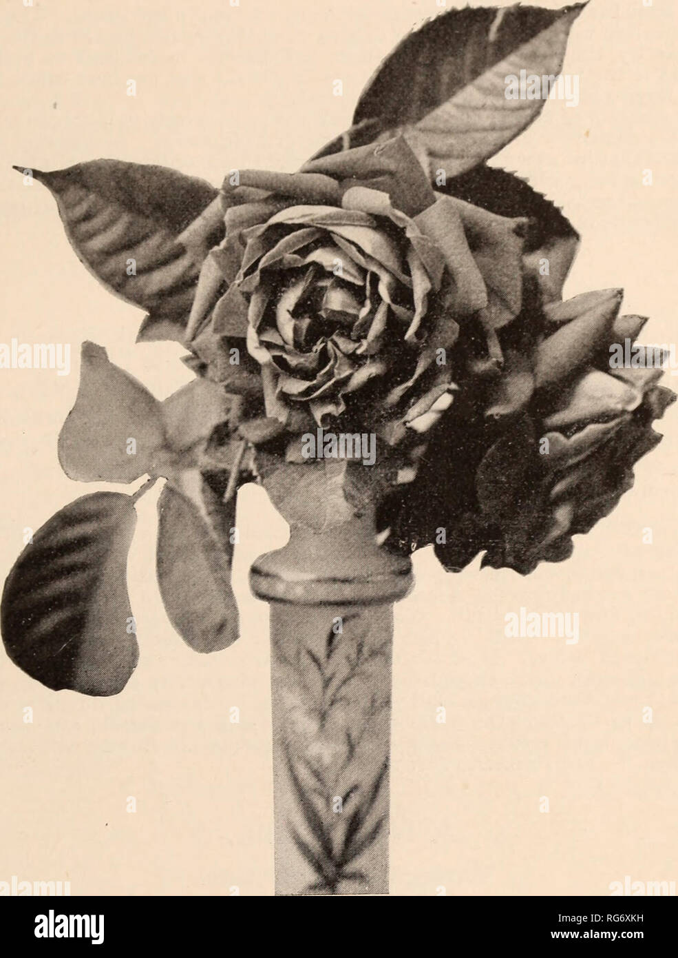 . The Burbank seed book / Luther Burbank Company.. Nursery Catalogue. New Creations in Fruits and Flowers.. J.—26940. Seedling Rose. J.—2(U)40. A most graceful and brilliantl}' colored Rose, much resembling Gen. Jacqueminot, but an improvement in man}^ respects. Twelve plants. Price, $300. Seedling Rose. u. HUi. Sa^tl^&quot;^ ^ Seedling of Hermosa and like it in its liabit of blooming constantly and even more abundantly. The blossoms are of a much clearer, richer pink aud stand upright instead of drooping. The bush is more compact; cuttings grow as readily as coleus, and often bloom when only  Stock Photo