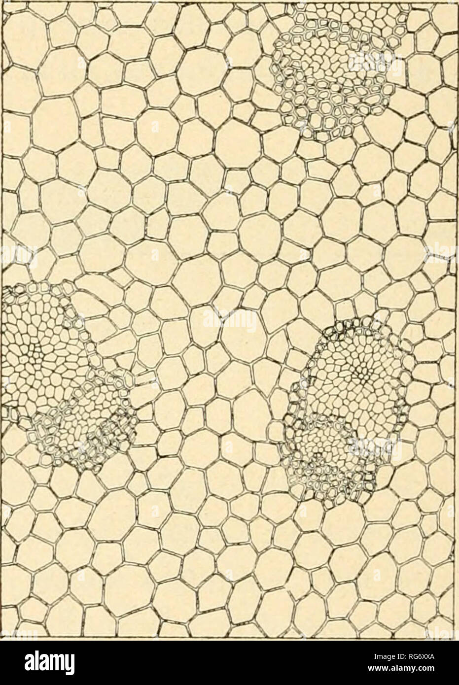 . Bullettino del Laboratorio ed Orto botanico. Plants; Plants -- Italy Siena. Fig. 8 Arundo Donax Tj. (canna). (75: 1). Fig. 9 Fìisms acìilcatus L. (pugnitopo) (75: 1) lax aspera L. e S. nigra W. (Salsapariglia nostrale) e le specie di Asparagus (Asparagi). Fra le specie straniere sono da notare: Banibusa aurea Sieb. e B. nigra Lodd. (Bambiì) ; le Cordi/Une^ il Calamus Rotang L. (Canna d'India), ecc. GlNNOSPERME E DiCOTILEDONI (fig. lOl Tessuto fondamentale formato, nella struttura primaria,. Please note that these images are extracted from scanned page images that may have been digitally enha Stock Photo