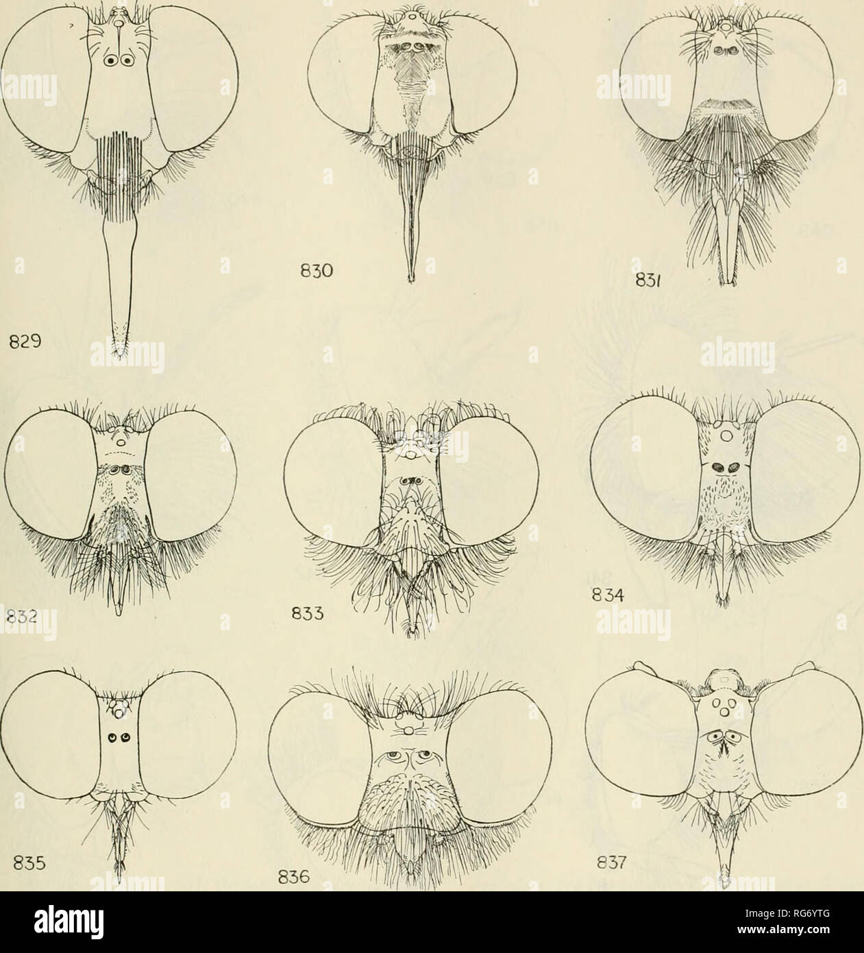 . Bulletin - United States National Museum. Science. ROBBER FLIES OF THE WORLD 661. Figures 829-837.-829, Opseostlengis sp. 830, Co- dula vespiformis Thomson. 831, Chrysopogon al- bopunctatus Macquart. 832, Damalis femoralis Ricardo. 833, Lophurodamalis hirtiventris Mac- quart. 834, Damalis hyalipennis Macquart. 835, Damalis sp. 836, Lasiodamalis heterocerus Wiede- mann. 837, Aireina paradoxa Frey, type.. Please note that these images are extracted from scanned page images that may have been digitally enhanced for readability - coloration and appearance of these illustrations may not perfectly Stock Photo