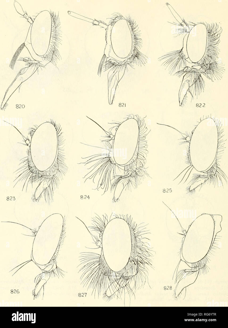 . Bulletin - United States National Museum. Science. 660 UNITED STATES NATIONAL MUSEUM BtTLLETIN 224. Figures 820-828.—820, Opseostlengis sp. 821, Co- dula vespiformis Thomson. 822, Chrysopogon al- bopunctalus Macquart. 823, Damalis femoralis Ricardo. 824, Lophurodamalis hirtiventris Mac- quart. 825, Damalis hyalipemiis Macquart. 826, Damalina sp. 827, Lasiodavialis heterocerus Wiede- mann. 828, Aireina paradoxa Frey, type.. Please note that these images are extracted from scanned page images that may have been digitally enhanced for readability - coloration and appearance of these illustratio Stock Photo