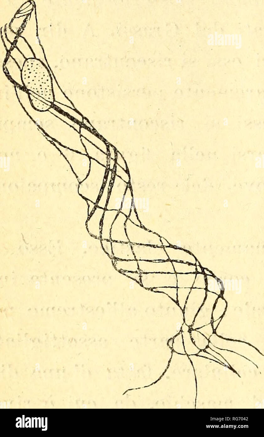 . Bullettino delle sedute della Accademia gioenia di scienze naturali in Catania. Science. 22 l'animale cangia continuamente di forum, V individuo 9 al con  trario è più torpido e cangia quindi meno marcatamente la sua forma che è ovoidale nell'atto della distensione, rotondeggiante contrattile come avviene nel maschio, dove esso inoltre è costi- tuito da solo ectoplasma. Il bastoncello scheletrico, molto più corto ma anche più grosso, origina quivi da, un ben visibile corpo basale situato molto vicino al nucleo col quale spesso trovasi in contatto, e che per la forum, le dimensioni e la strut Stock Photo